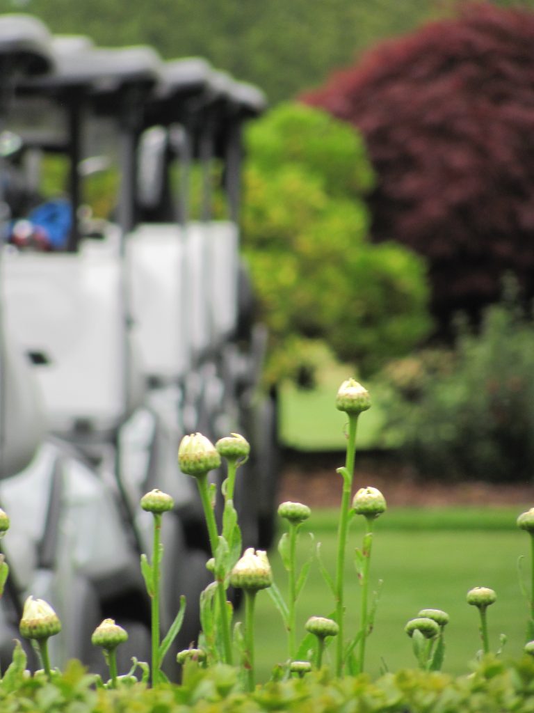 Golf Carts Lined up at Cordova Bay Golf Course